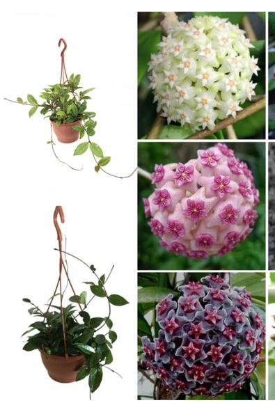 Askılı saksıda mum çiçeği - Resim 3