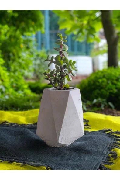 Mini Bonsai Para Ağacı Beton Saksıda - 2