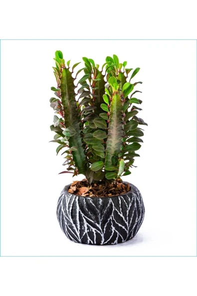 Hediyelik Süt Ağacı Dekoratif Saksıda Sütleğen 01