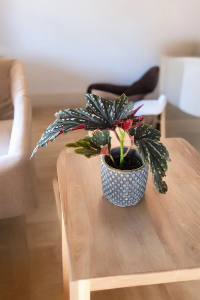 Bodrum Dizayn Taş Saksıda Çilli Begonya 01ud - Resim 5