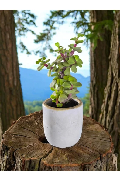 Mini Bonsai Para Ağacı Dekoratif Beton Saksıda 870866 - Resim 2