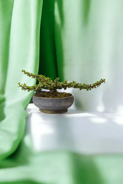 Bonsai Yeşim Ağacı Dekoratif Taş Saksıda