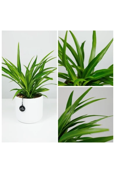 Kurdele çiçeği dekoratif saksıda no3 ürün görseli