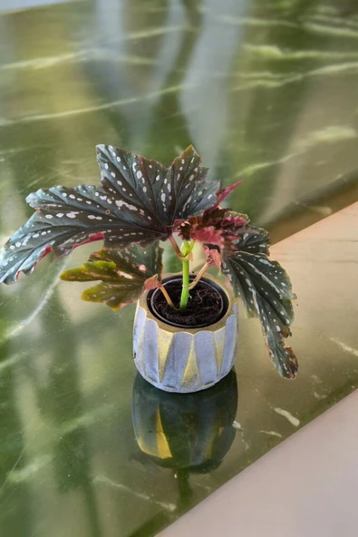 Beton Roma Sütün Saksıda Çilli Begonya - 5