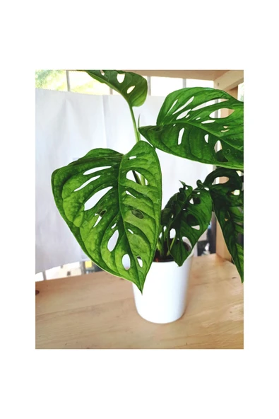Monstera Adansonii Monkey - Resim 2