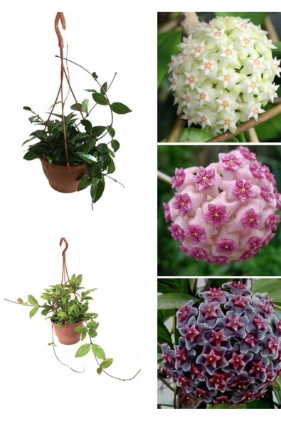 3 Adet Askılı saksıda  büyük mum çiçeği görseldeki renkler de ürün görseli 1