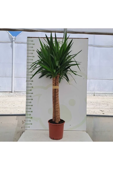 3 Köklü Dev Yucca