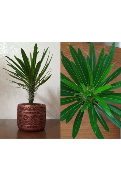 Madagaskar palmiyesi dekoratif taş saksıda 30-35 cm ürün görseli 1