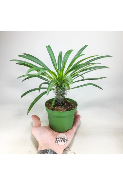 Pachypodium Lamerei (10.5 cm Saksıda) Madagaskar Palmiyesi Tropik Kaktüs - Resim 6