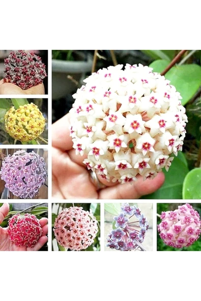 Dekoratif saksıda Mum Çiçeği 001 - 4
