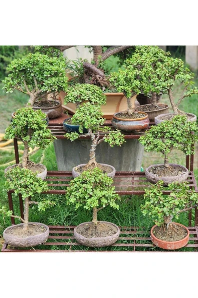 El Yapımı Dekoratif Saksıda 9 yaş Bonsai Para Şans Ağacı - 2