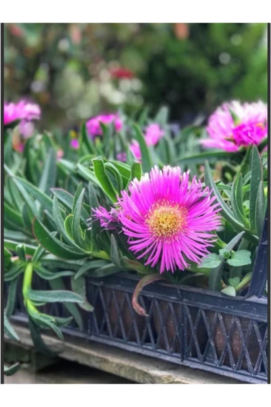 30 adet Kabir çiçeği kaz ayağı mezarlık çiçeği ürün görseli