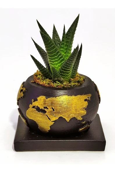Dekoratif Saksıda Haworthia