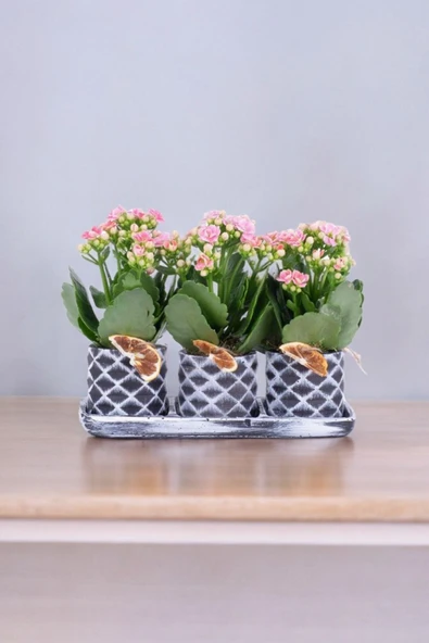 Dekoratif Taş saksılarda kalanşo bitkileri kalanchoe 001lpd - 4
