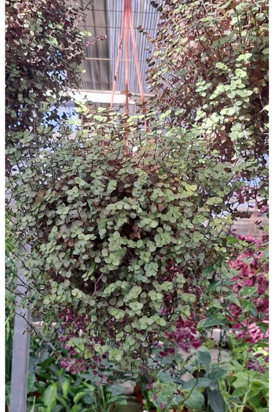 Callisia Repens ürün görseli 1