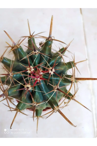 Ferocactus Latispinus Taş Kaktüs
