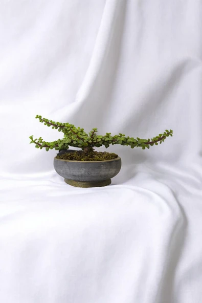 Bonsai Yeşim Ağacı Dekoratif Taş Saksıda - Resim 6