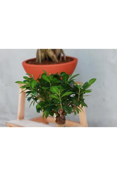 Dekoratif Saksıda Bonsai Ficus Gingseng 2500 gr Gövde 50 cm - 1
