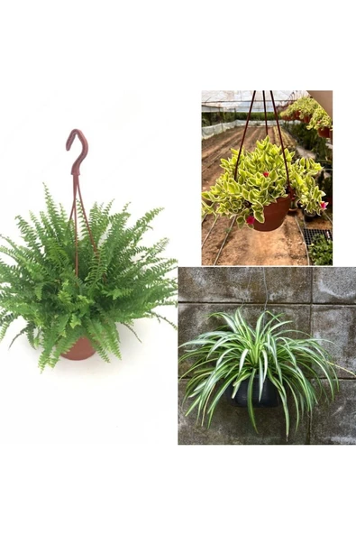 Askılı Saksılarda Aşk Merdiveni, Kurdele ve Buz Çiçekleri - Resim 2