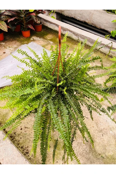 Fujer çiçeği aşk merdiveni büyük boy - Resim 2