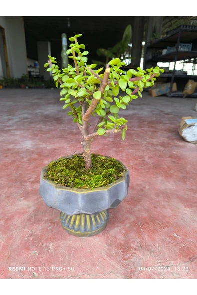 Ayaklı taş saksı da para çiçeği 001 - Resim 3