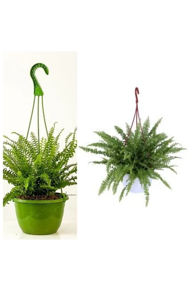 Aşk Merdiveni Askılı Saksıda - Resim 2