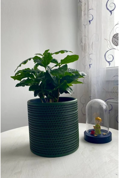 COFFEA ARABİCA-KAHVE ÇİÇEĞİ