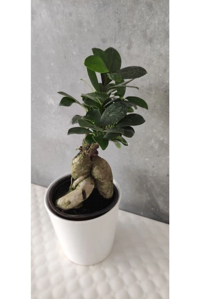 Ficus Bonsai Agacı Seramik Saksıda (peri ) - Resim 4