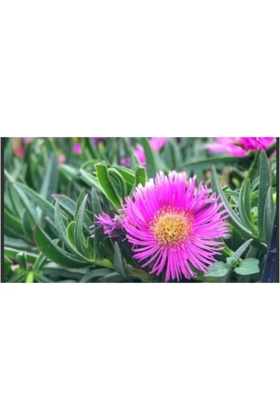 20 adet Kabir çiçeği kaz ayağı mezarlık çiçeği ürün görseli 1