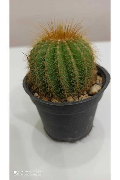 Notocactus Magnificus (parodia Magnifica) ürün görseli