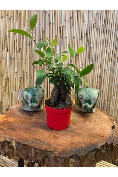 Ficus Gingseng Bonsai Ağacı Boy 20-25 Cm Saksı Çapı 9,5 Cm ürün görseli 1