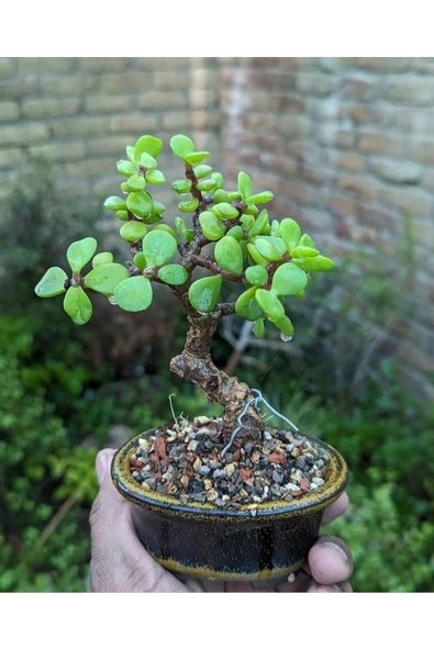 El Yapımı Saksıda Bonsai  ara Çiçeği Afra Yeşim Ağacı 012 - Resim 4
