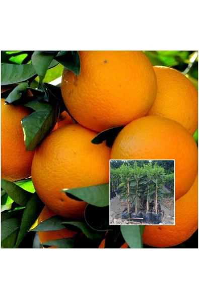 1-adet Sulu Tatlı Portakal Fidanı Saksıda 70 Cm ürün görseli