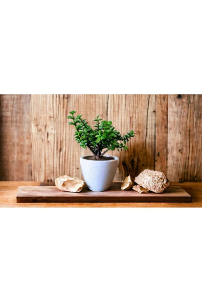 Şans Getiren Bonsai Ağacı Afra Para Bitkisi - Resim 2