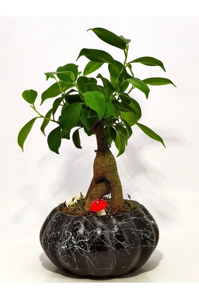Dekoratif Saksıda Mini Bonsai - 3