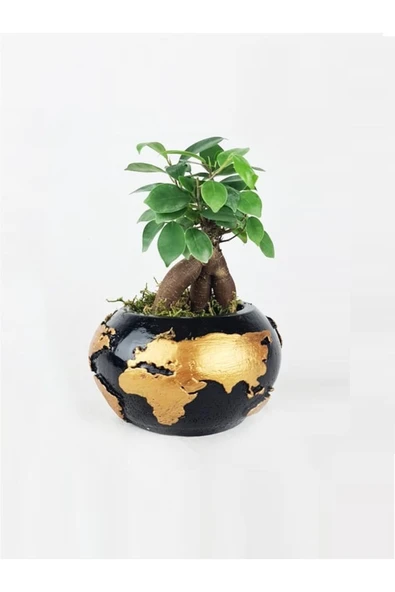 Dünya Dekoratif Saksıda Ficus Ginseng Bonsai Tasarım ürün görseli