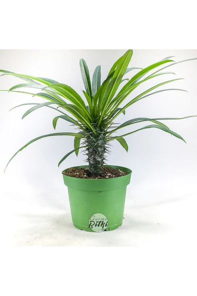 Pachypodium Lamerei (10.5 cm Saksıda) Madagaskar Palmiyesi Tropik Kaktüs - Resim 2