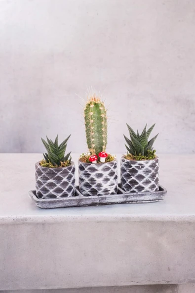 Dekoratif taş saksılarda sukulent kaktüs aranjmanı 001 ürün görseli 1