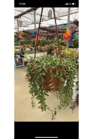 Senecio Tespih Inci Çiçeği ürün görseli