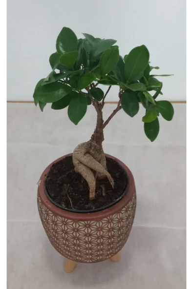 Ayaklı Dekoratif Taş Saksıda Bonsai - Resim 4