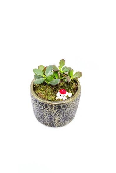 Dekoratif Desenli Saksıda Crassula - 4