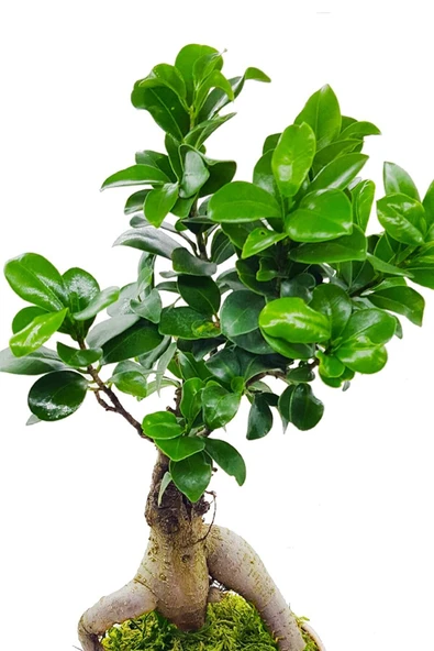 Vintage Seramik Saksıda Ficus Gingseng Bonsai & Iç Mekan Canlı Bitki & 30-35 Cm - Resim 4