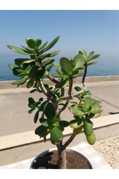Crassula Ovata- Para Çiçeği- Bereket Bitkisi- 50-65 Cm - Resim 5
