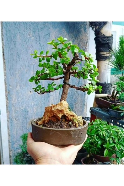 El yapımı Beton Saksıda Bonsai  ara Çiçeği Afra Yeşim Ağacı 012 ürün görseli 1