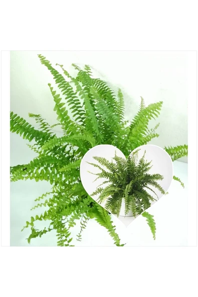 Aşk Merdiveni Seramik Saksıda Nephrolepis 00100101 ürün görseli 1