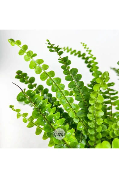 Nephrolepis Exaltata Duffy (12 cm Saksıda) Özel Tür Aşk Merdiveni Eğrelti - Resim 6