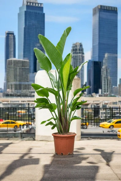 3 gövdeli starriçe plastik üretim saksısında 140-150 cm - Resim 2