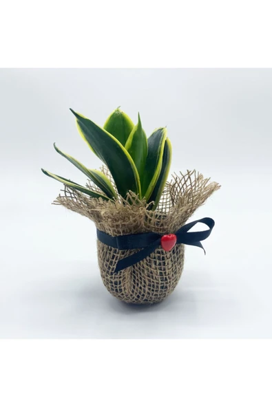 Petit Gift Mini Sansevieria (paşa Kılıcı Bitkisi) Çiçek Tasarımı - Resim 2