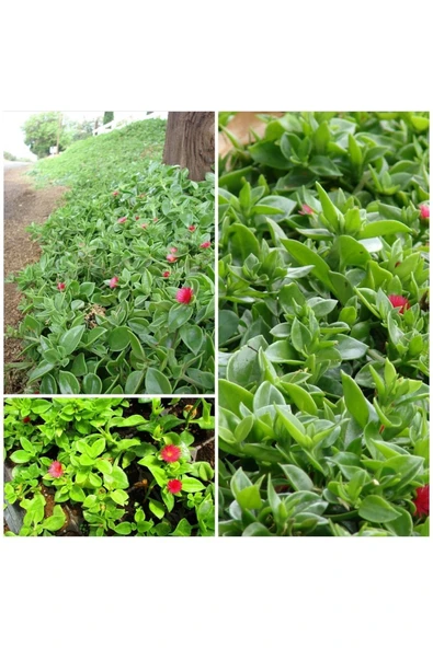 104 Adet Buz Çiçeği Fidesi 828828ek ürün görseli 1