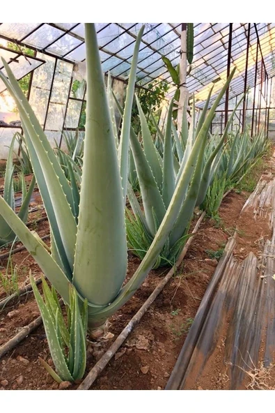 Çok Büyüyen Aloe Vera Bitkisi Fidanı 25 Cm Saksısız Köklü Odunsu Gövde Cinsi - 4